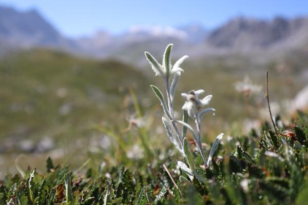 A close-up shot features delicate Edelweiss flowers with their distinctive white, woolly petals standing out against a vibrant green alpine meadow